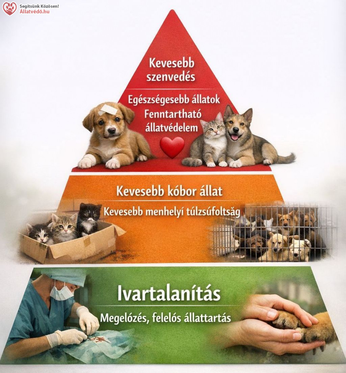 Állatvédelmi célú ivartalanítások 2025-ben, összegzés