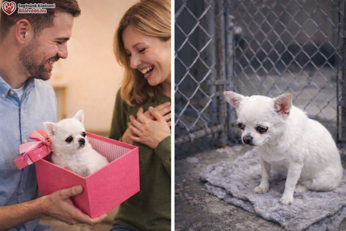 Állatvédelem: így születnek a megunt kiskedvencek