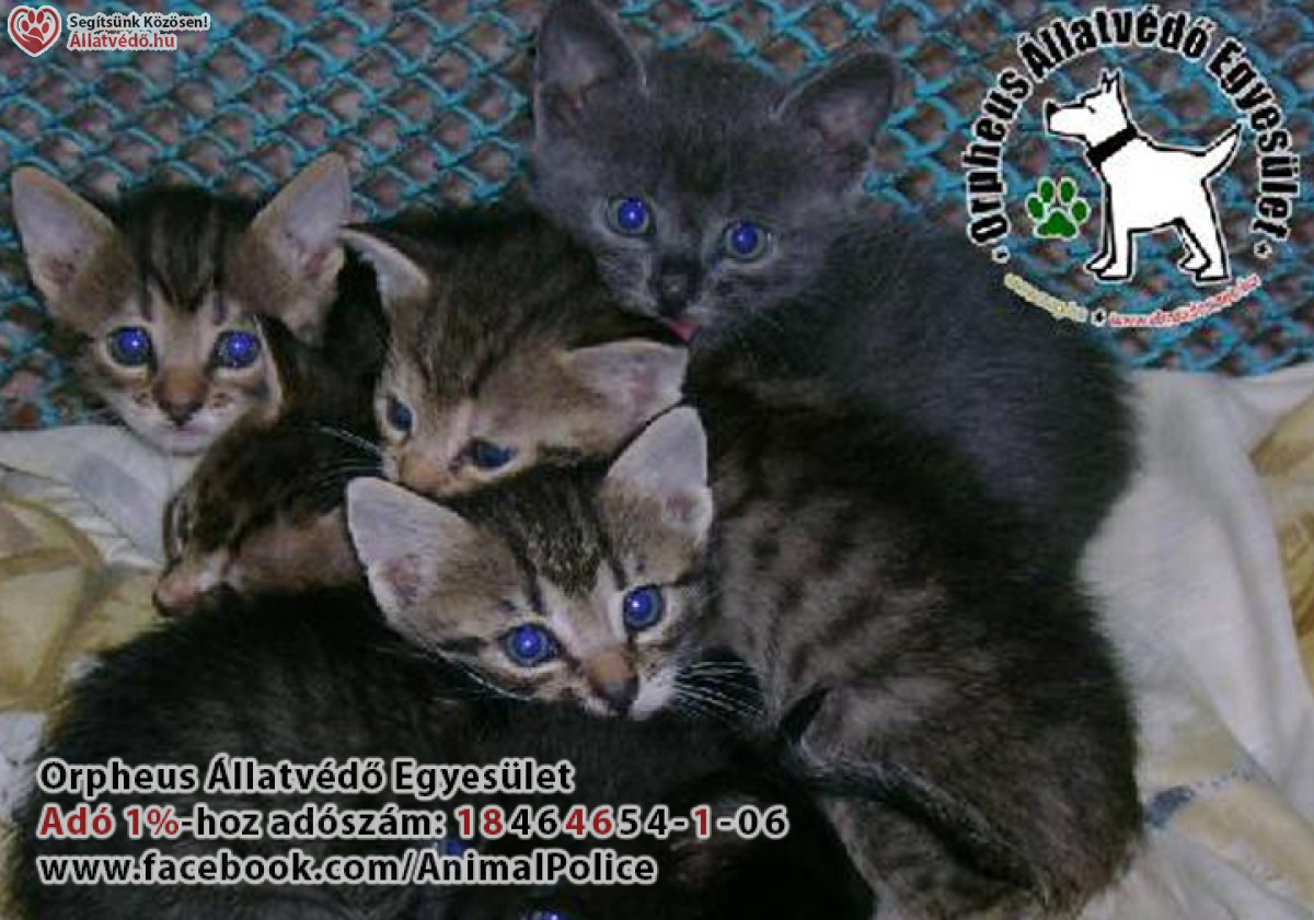 Kutya, macska ivartalanítás támogatása - 2026. 1. félévben - állatvédelem