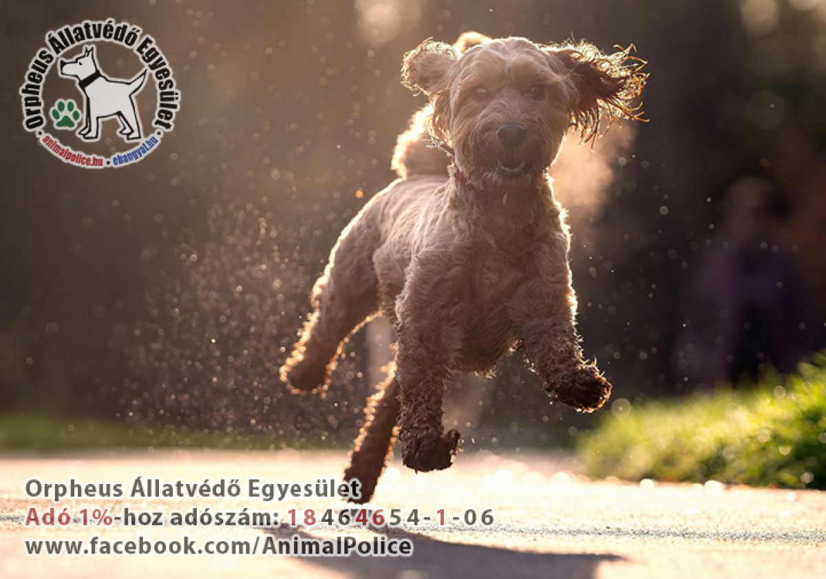 Fontos állatvédelmi feladatok tavasszal: a házi kedvenceinkért és a felesleges szaporulat megelőzéséért