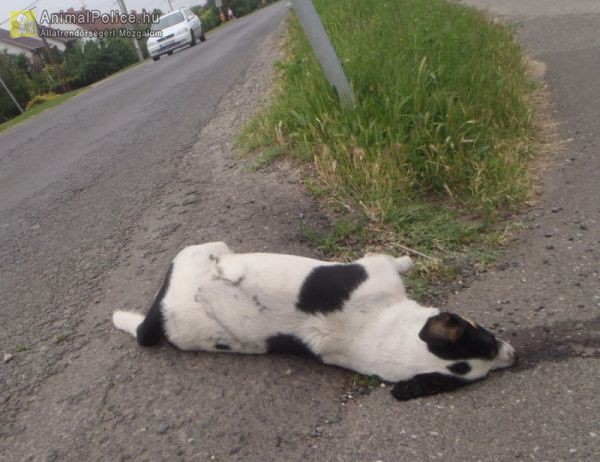 Elgázolt kutya teteme az út szélén