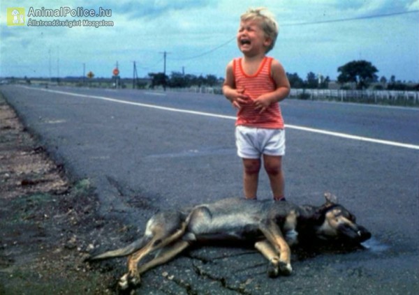 A kisfiú látta, ahogyan elüti egy autó a kutyáját
