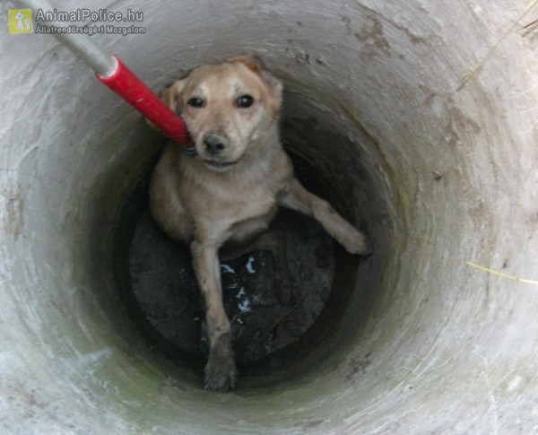 Kútba esett kutyust ment az Orpheus Állatvédő Egyesület