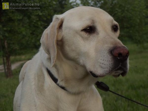 Retriever Rescue Fajtamentő Egyesület
