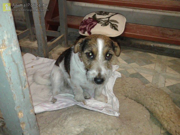Szarvas Kóbor és Elveszett Kutyáiért Állatvédő Egyesület