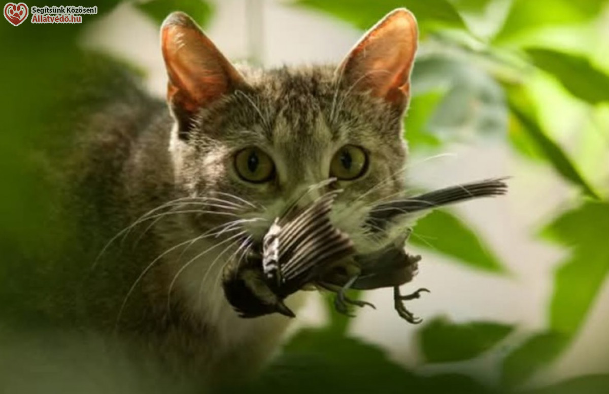 Cicatartás csal lakásban lehet jó?