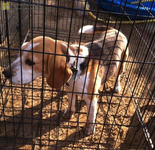 Pets Care Állatmentő és Környezetvédő Segélyegyesület