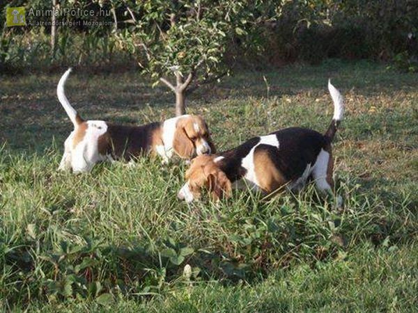 BEAGLE-ért Közhasznú Egyesület