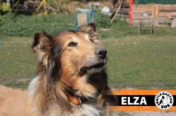 Brit Pásztorkutya Fajtamentők Közhasznú Egyesülete