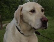 Retriever Rescue Fajtamentő Egyesület