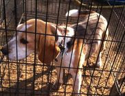 Pets Care Állatmentő és Környezetvédő Segélyegyesület