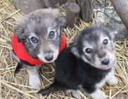 TordasZoo Állatmentő Farm Kiemelten Közhasznú Alapítvány